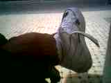 my rfours
